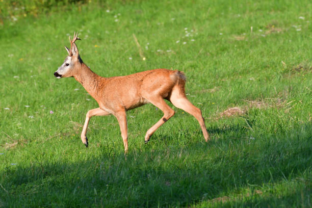 istock deers and doe grazing on the grass 834689260