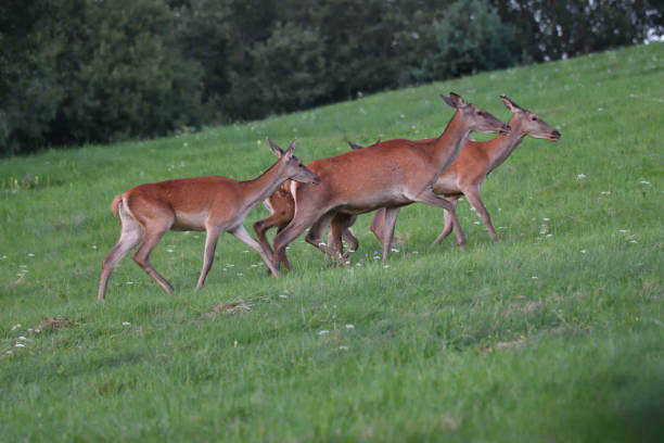 istock deers and doe grazing on the grass 834689516