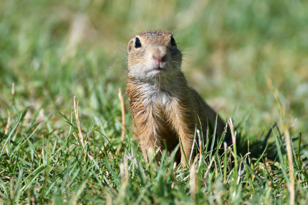 istock Squirrel lurking and eating in the grass 834704454