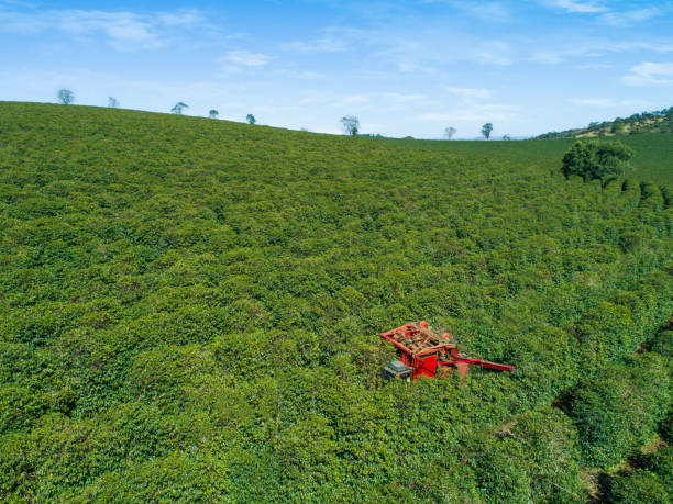 istock Coffee farm in Brazil 834704642
