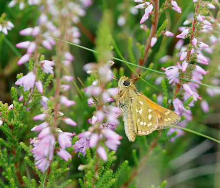 At present, Hesperia comma is a quite rare resident in the Netherlands. The species has been declining steadily since the beginning of the 20th century. There are now only 35-45 populations left, and it is now categorised as endangered on the Red List.




