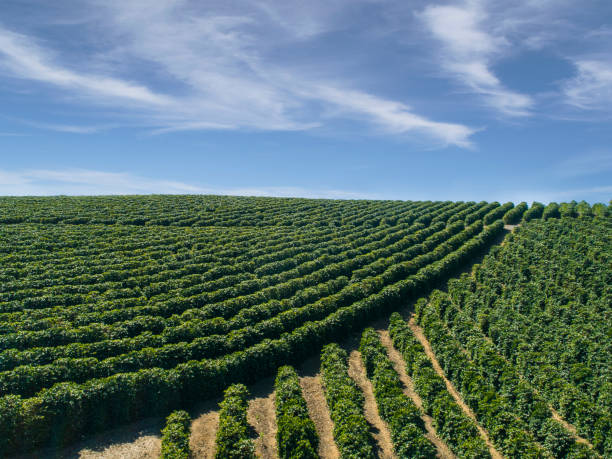 Coffee farm in Brazil