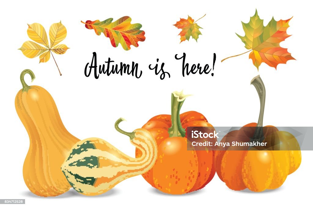 Autumm Fall Objects Set Of Autumn Objects Pumpkins Different Types And Fall Leaves Vector ...