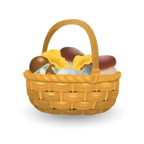 Vector illustration of Wicker basket full of orange cap boletus and chanterelles isolated on white background. Vector Illustration