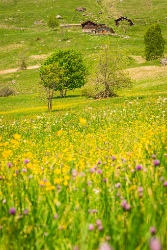 A flower filled meadow near Verbier in the Southern Swiss alps.