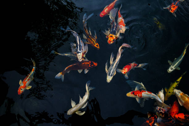 fancy carp swimming in the pond, fancy carp are golden, - carpa espelho imagens e fotografias de stock