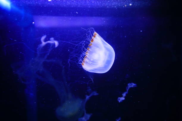 colorful jellyfish from the depths of the ocean - box jellyfish imagens e fotografias de stock