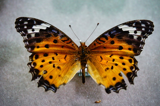 Butterfly - Insect, Insect, Monarch Butterfly, Flying, Lepidoptera