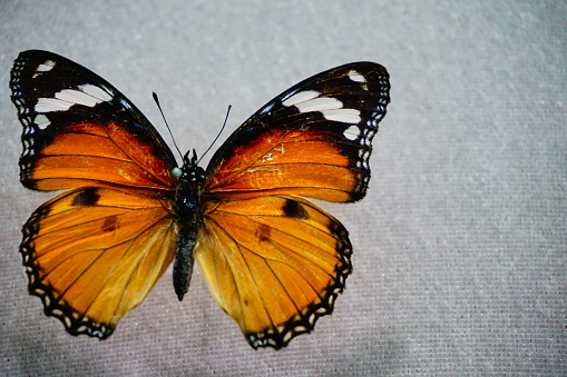The large, seldom-seen Poplar Admiral, one of the biggest butterflies in Europe landed in my backyard in Uppland, Sweden