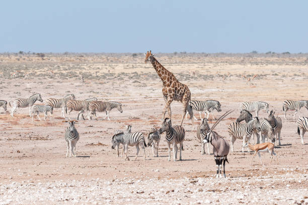 istock Giraffe, oryx, springbok and Burchells zebras in Northern Namibia 834724726