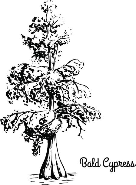 ilustraciones, imágenes clip art, dibujos animados e iconos de stock de boceto de ilustración de árbol - cypress swamp