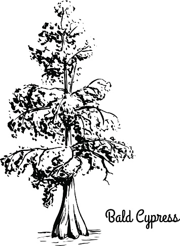 Vector sketch illustration of Bald Cypress. Black silhouette of Swamp cypress isolated on white background. Coniferous state tree of Louisiana. Symbol of southern swamps