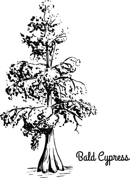 Sketch tree illustration Vector sketch illustration of Bald Cypress. Black silhouette of Swamp cypress isolated on white background. Coniferous state tree of Louisiana. Symbol of southern swamps cypress tree stock illustrations
