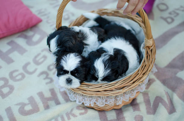 istock Shih-tzu puppy little dog. 834727728