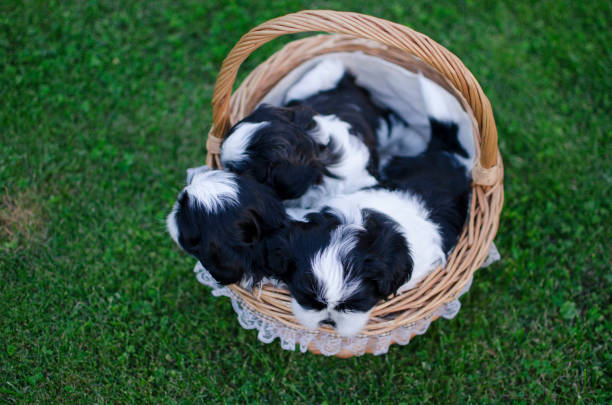 Shih-tzu puppy little dog. Black and white puppy. Puppy on the grass