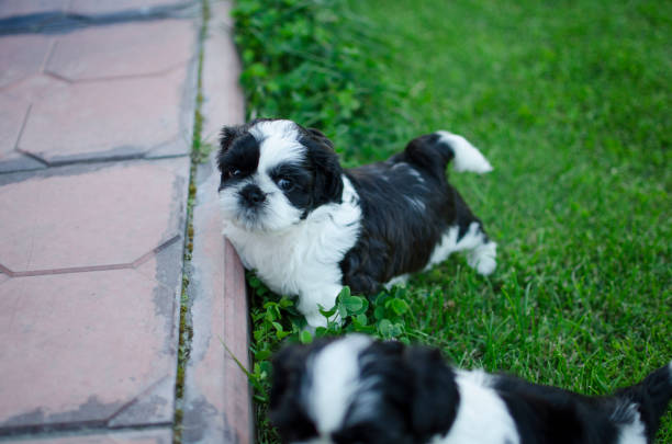 istock Shih-tzu puppy little dog. 834728286