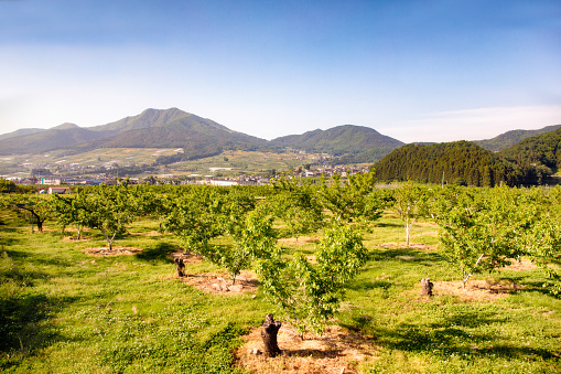 Fruit orchard in Japan Nagano prefecture with mountains in the background.