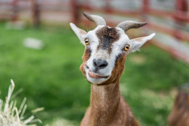 Animal Photos Lovely Goat pic of goat stock pictures, royalty-free photos & images
