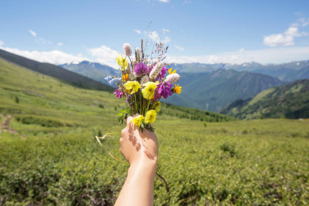 istock Wild flowers bouquet in hand. Altai mountains 834740094