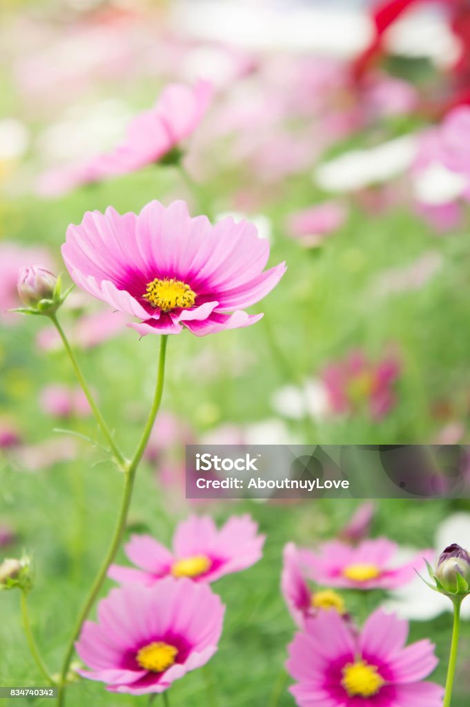 Foto de Jardim De Flores No Campo Rosa Flores No Bom Dia Feliz e mais fotos de stock de Ajardinado - iStock Foto de Jardim De Flores No Campo Rosa Flores No Bom Dia Feliz e mais fotos de stock de Ajardinado - iStock