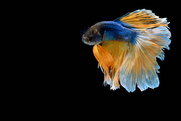 istock Betta splendens,siamese fighting fish isolated on Black background 834741602