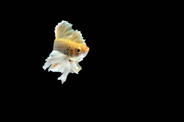 istock Betta splendens,siamese fighting fish isolated on Black background 834741664