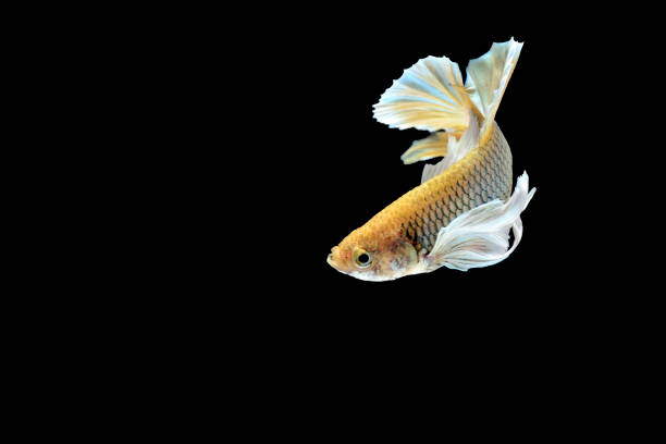 istock Betta splendens,siamese fighting fish isolated on Black background 834741688