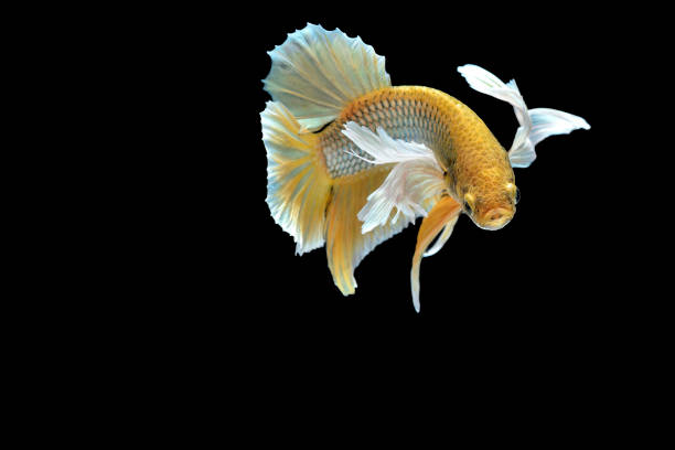 istock Betta splendens,siamese fighting fish isolated on Black background 834741734