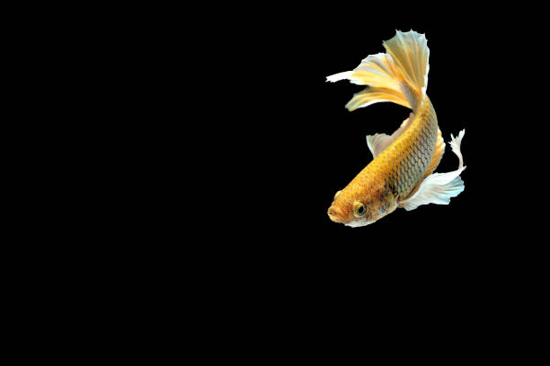 istock Betta splendens,siamese fighting fish isolated on Black background 834741942