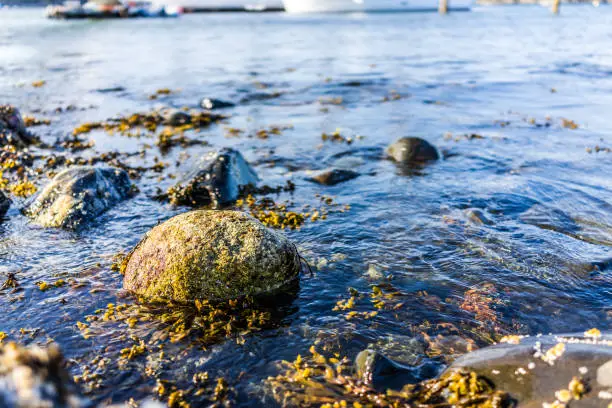Photo of Macro closeup of rocky beach shore in Bar Harbor, Maine by Acadia National Park