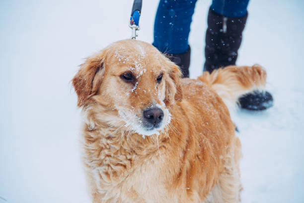 istock Golden Retriever Winter Close Up 834744108