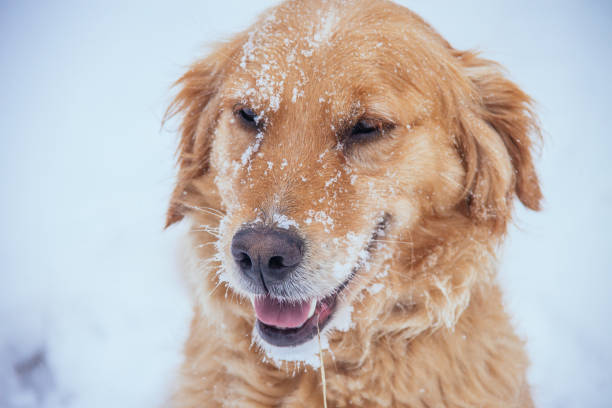 istock Golden Retriever Winter Close Up 834744118