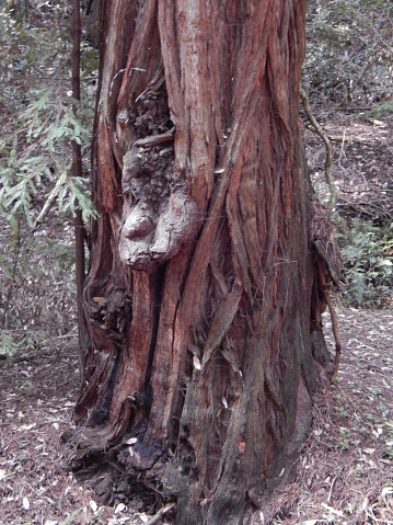 What appears to be a human like face, or goblin, growing out from the bark of a large tree.