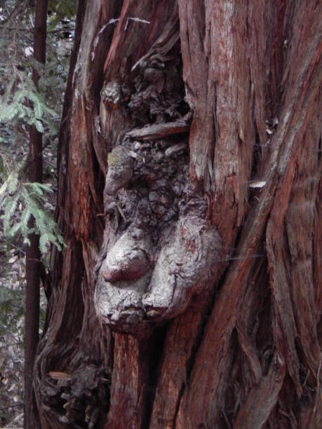 the face of a hidding tree goblin - hidding imagens e fotografias de stock