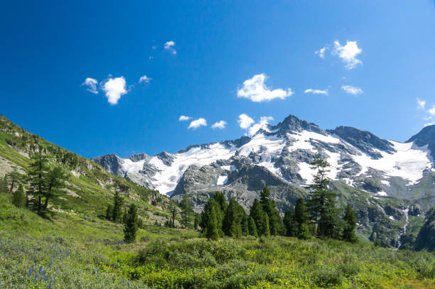 istock spruce forest on a hill side meadow in high mountains 834747614
