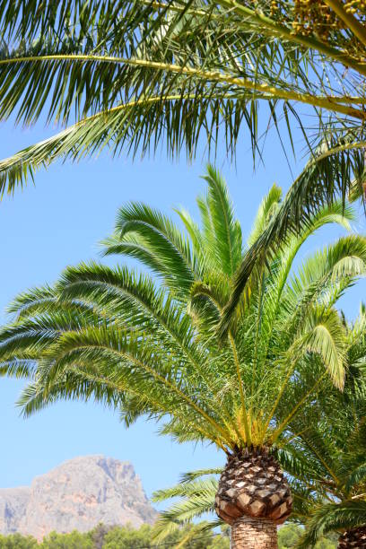 istock Jungle - In the Palm Garden - Palm Leaves - Spain 834748856