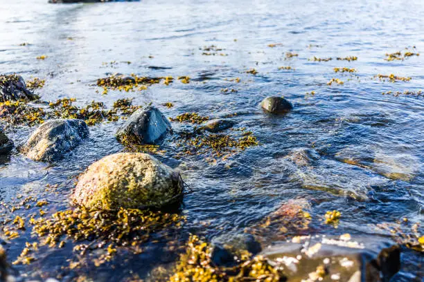 Photo of Macro closeup of rocky beach shore in Bar Harbor, Maine by Acadia National Park