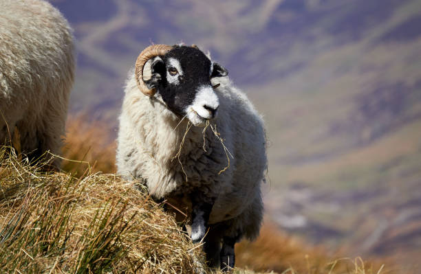 istock Sheep grazing on open ground in the mountains. 834750414
