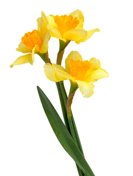букет желтых нарциссов с листьями на белом фоне. - daffodil bouquet isolated on white petal стоковые фото и изображения