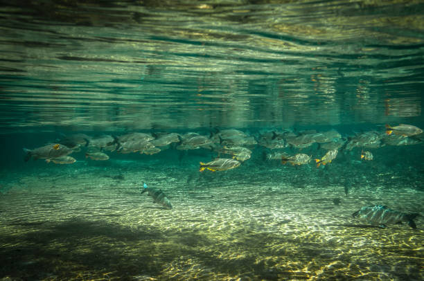 istock Bonito, Mato Grosso do Sul - Brazil 834752254