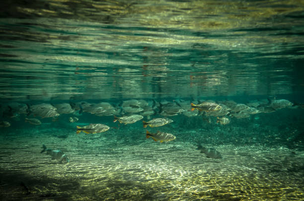 View of a school of Piraputanga fish (Brycon hilarii = Brycon microlepsis), and Prochilodus lineatus curimbatá fish, at Bonito in Mato Grosso do Sul state, Brazil