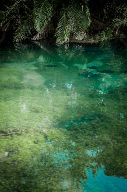istock Bonito, Mato Grosso do Sul - Brazil 834752816