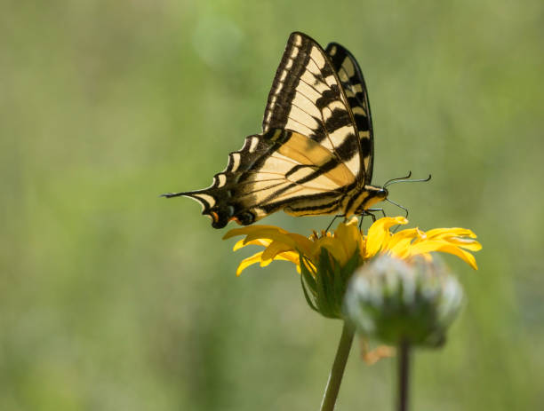 istock Profile of a Tiger Butterfly 834752992