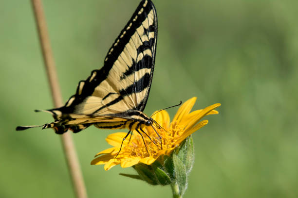 istock Above a Tiger Butterfly 834753212