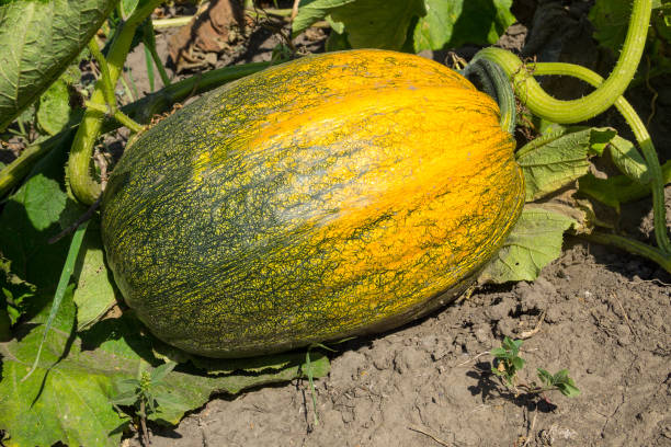istock Pumpkin in the garden 834756056