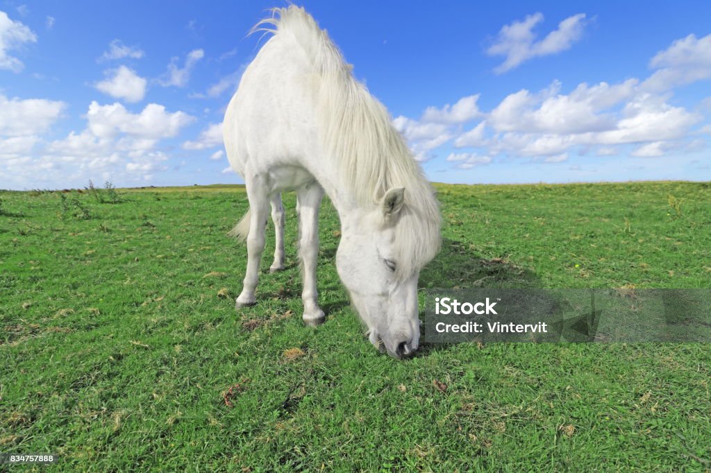Horse Grazing horse, Sweden. Agricultural Field Stock Photo
