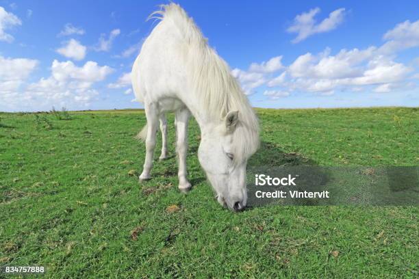 Horse Stock Photo - Download Image Now - Agricultural Field, Grazing, Halland