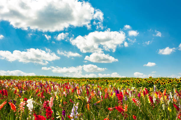 istock Colorful flower field 834758288