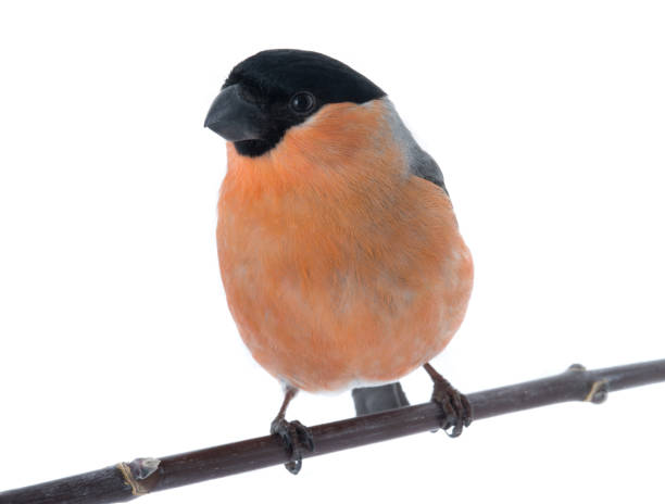 istock male  bullfinch 834759200