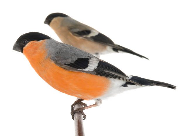 istock male and female bullfinch 834759214